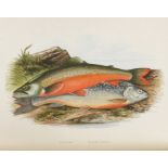 Natural History/Angling/Sporting interest, The Rev