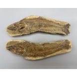 A complete double fish fossil, 19.5cm long