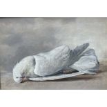 Claude William Harrison (British, 1922-2009), still life of a dead white dove, signed l.r., dated