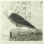 Elizabeth Butterworth (British, b.1949), Parrot (plate 16), etching, signed in pencil, artists