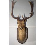 Stag head taxidermy, mounted on shield