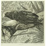 Elizabeth Butterworth (British, b.1949), Parrot (plate 20), etching, signed in pencil, artists
