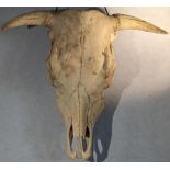 Cow head skull taxidermy