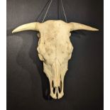 Cow head skull taxidermy