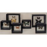 A collection of taxidermy butterflies
