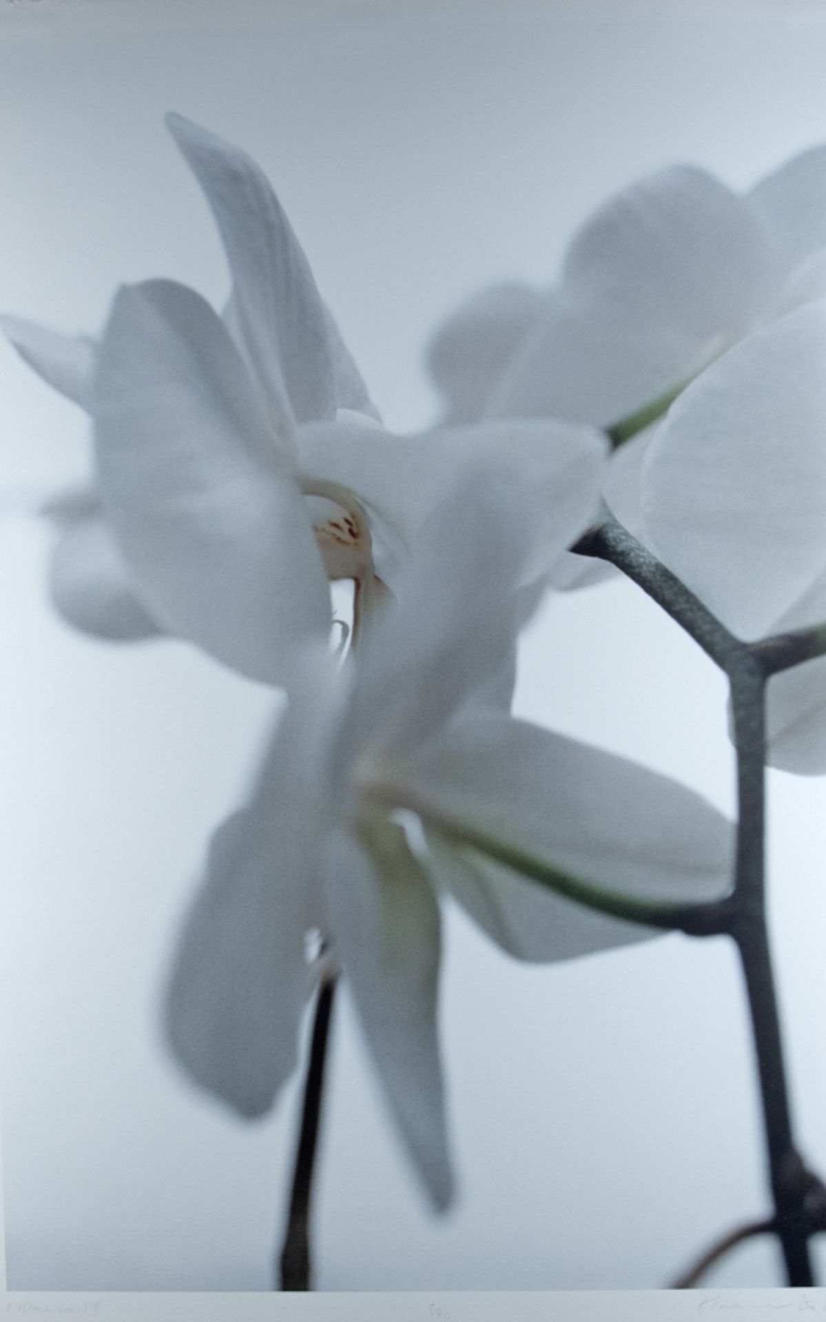 Florschuetz, Thomas: Ohne Titel (Orchideen) II