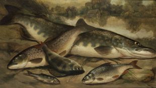 Rolfe, Henry Leonidas: Fischstilleben mit Hecht, Barsch, Rotauge und Forelle