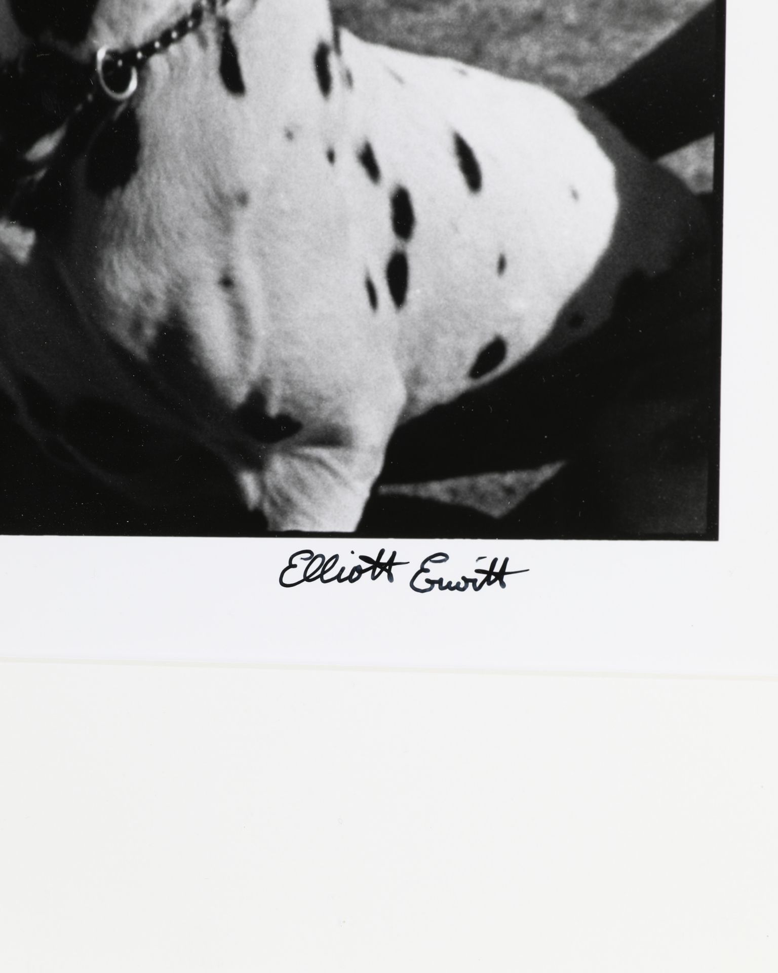 Elliot Erwitt, Yokohama Japan (two dogs in goggles), 2003, gelatin silver print - Bild 3 aus 4