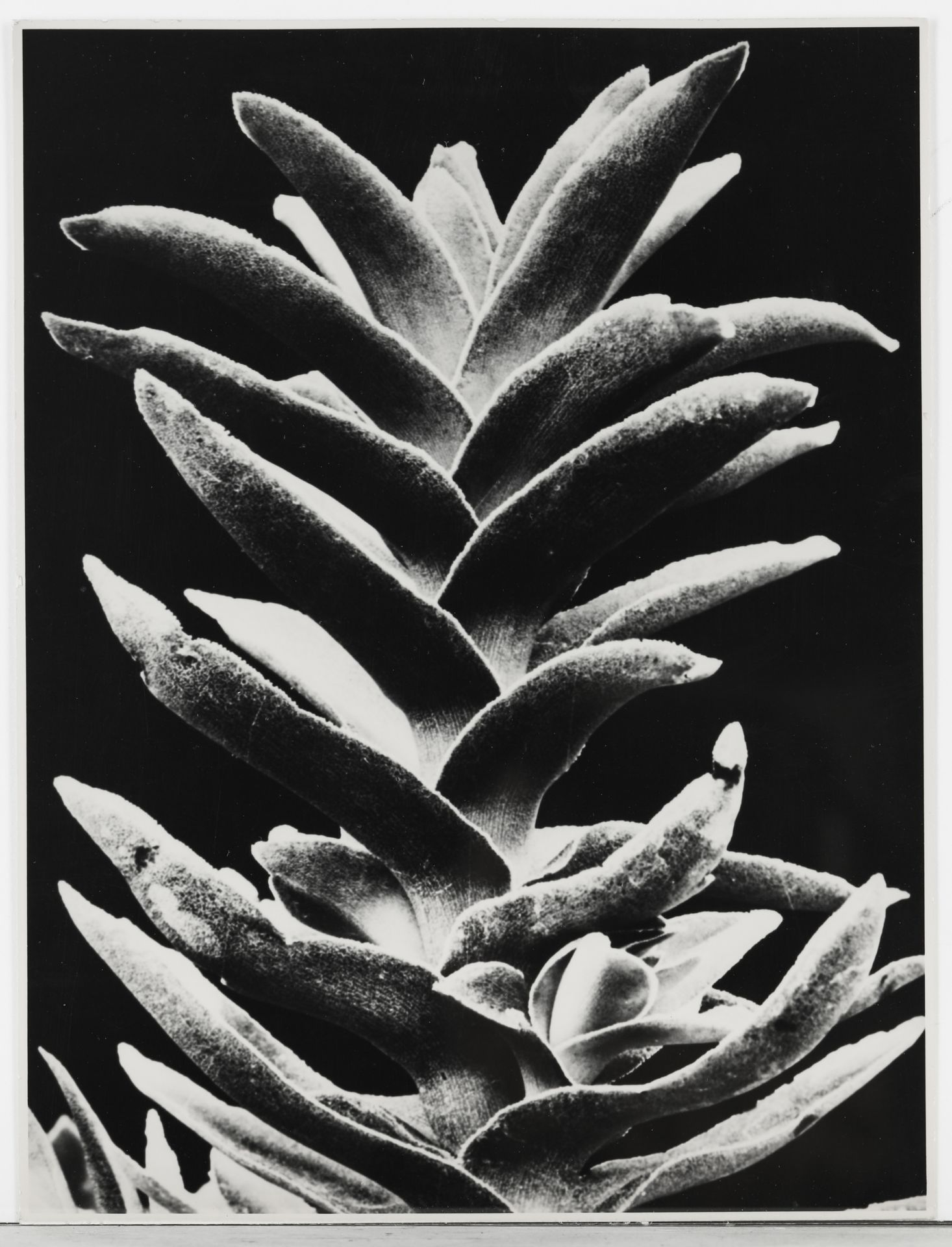 Albert Renger-Patzsch*, Crassula rochea falcata