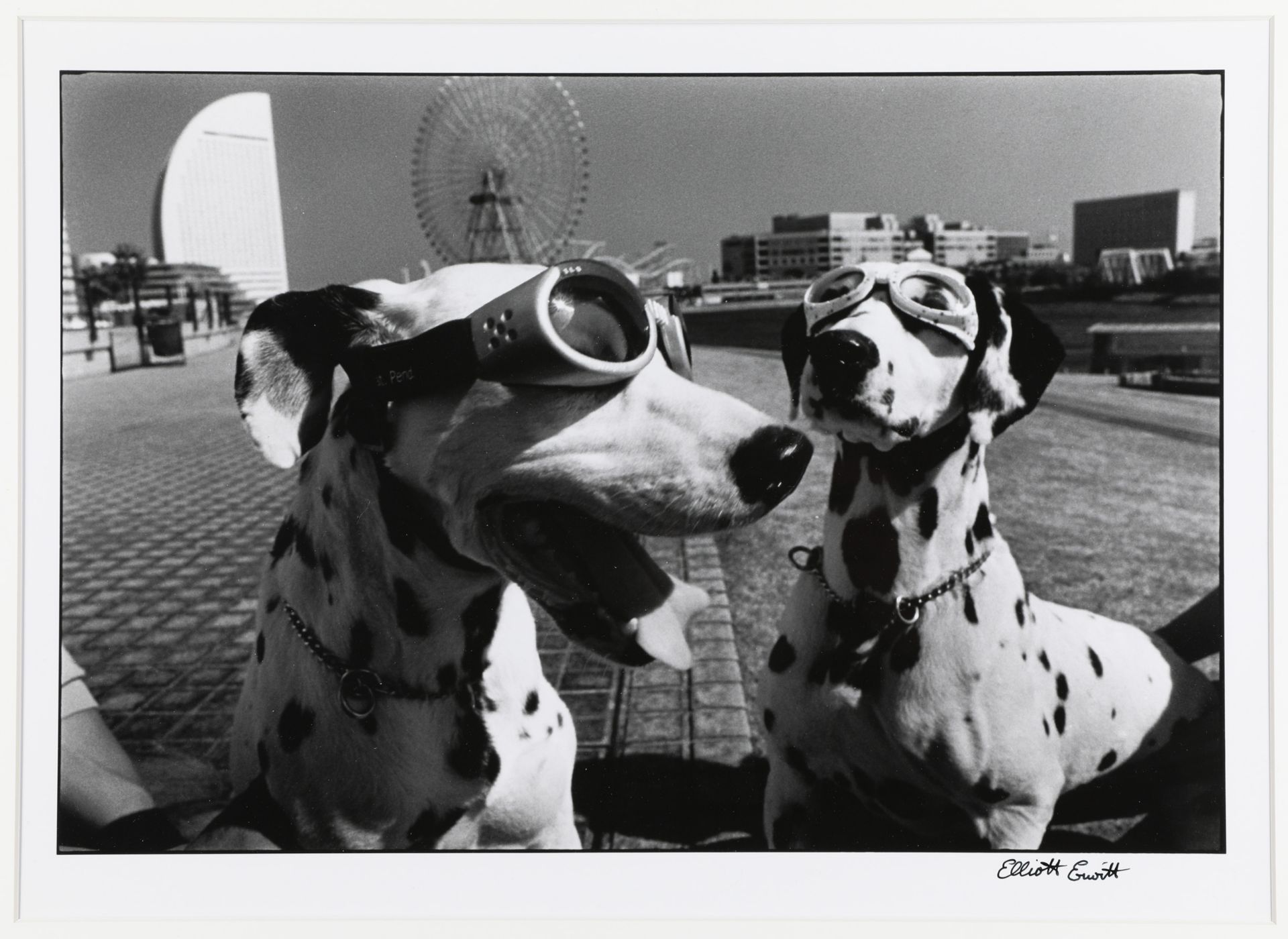 Elliot Erwitt, Yokohama Japan (two dogs in goggles), 2003, gelatin silver print