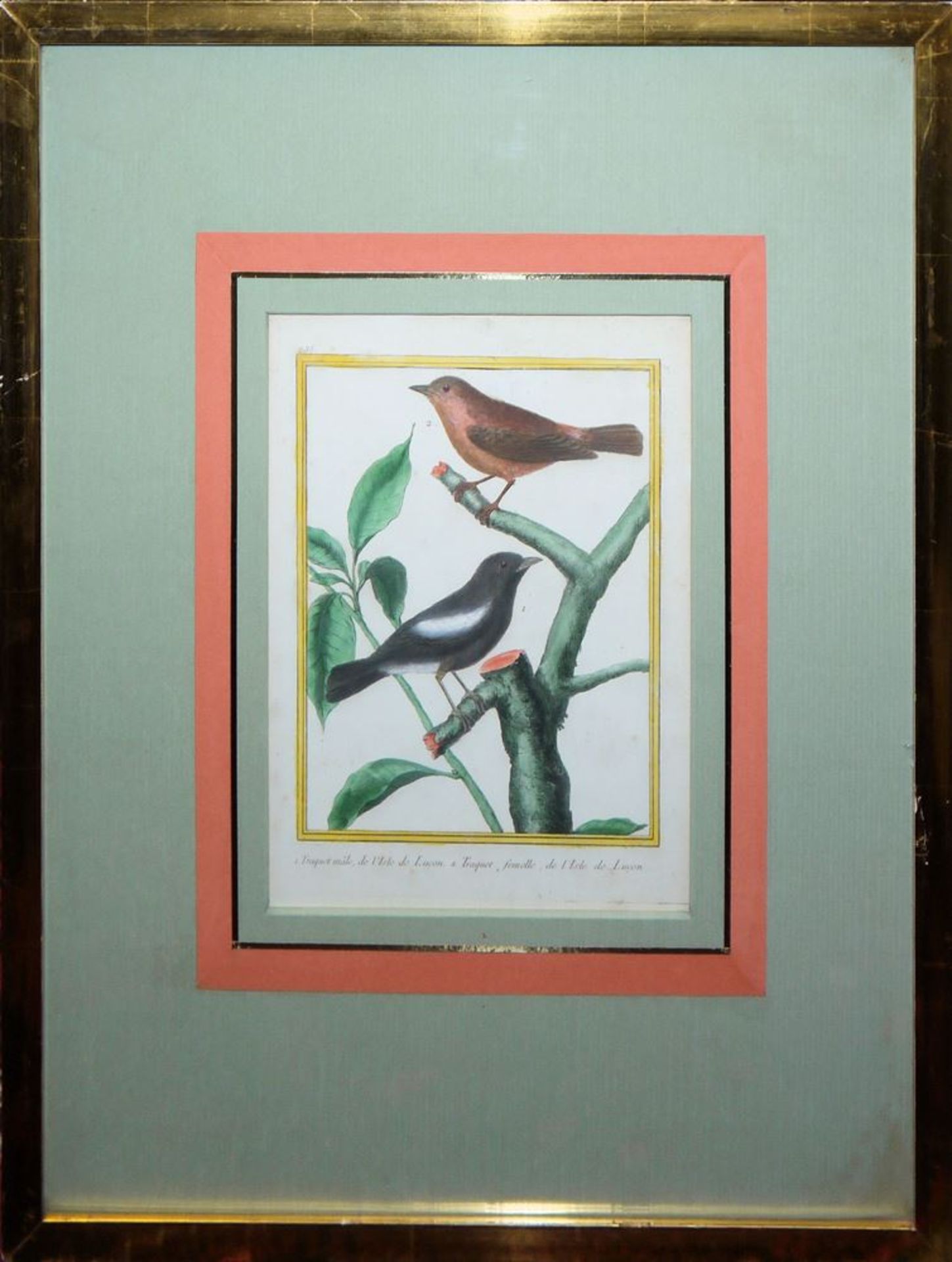 George Louis Leclerc de Buffon, "Le Traquet" & "Le Chouette" aus "Histoire naturelle des oiseaux", 