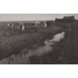 Peter Henry Emerson, Cattle on the Marshes (Plate XXX, aus: Life and Landscape on the Norfolk Broads