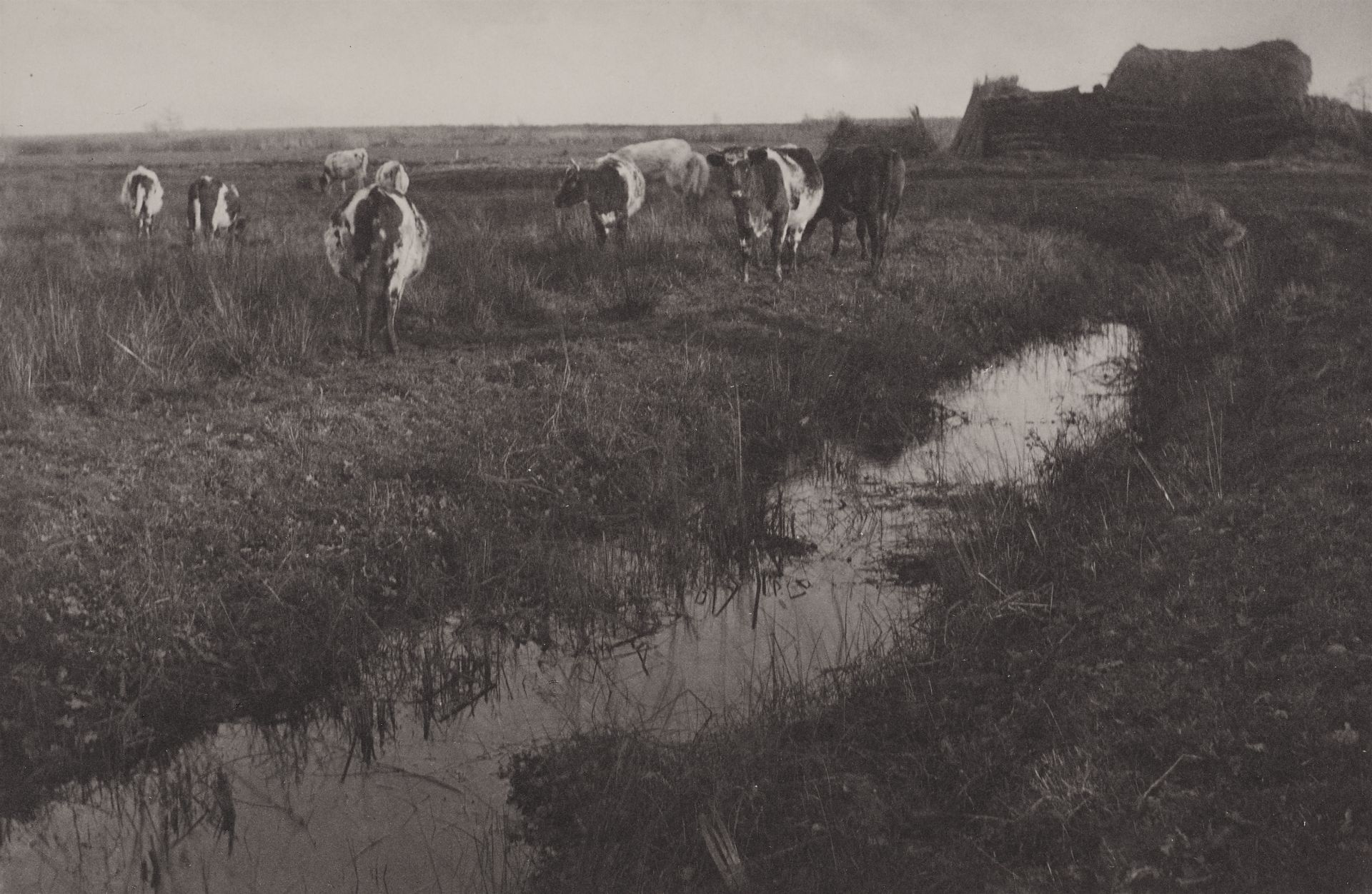 Peter Henry Emerson, Cattle on the Marshes (Plate XXX, aus: Life and Landscape on the Norfolk Broads