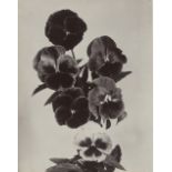 Charles Jones, Pansies Mixed