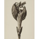 Karl Blossfeldt, Acer pensylvanicum (Ahorn)