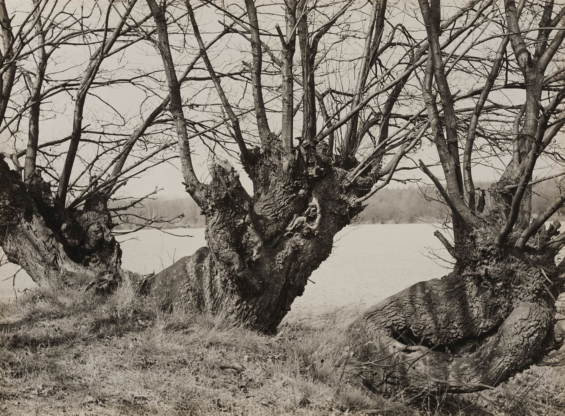 Albert Renger-Patzsch, Eichen in einer Wallhecke, Münsterland