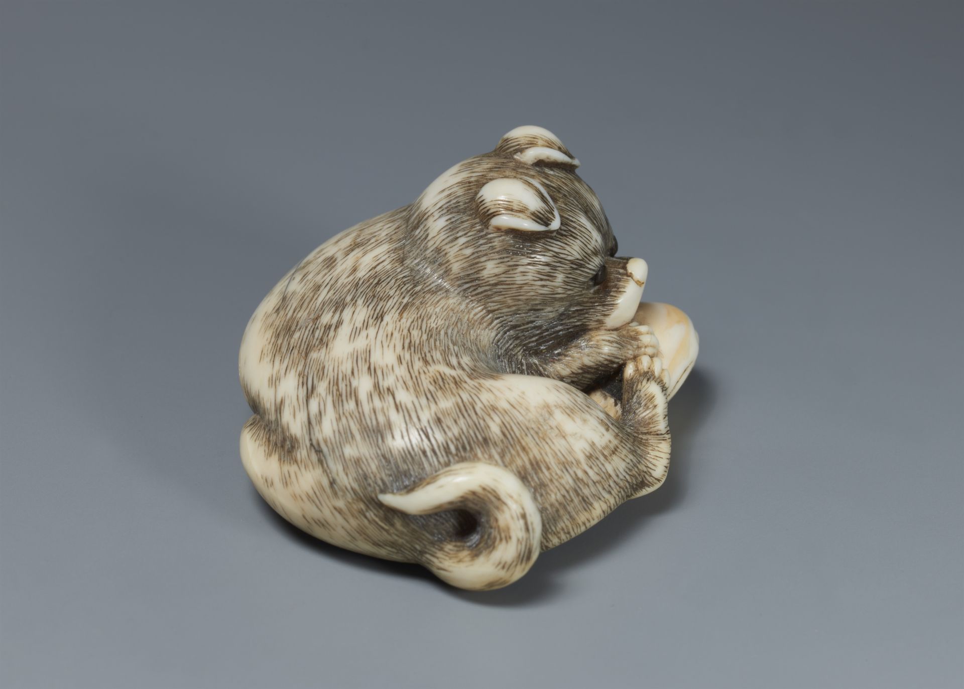 An ivory netsuke of a young dog with a clam. 19th century - Image 3 of 5