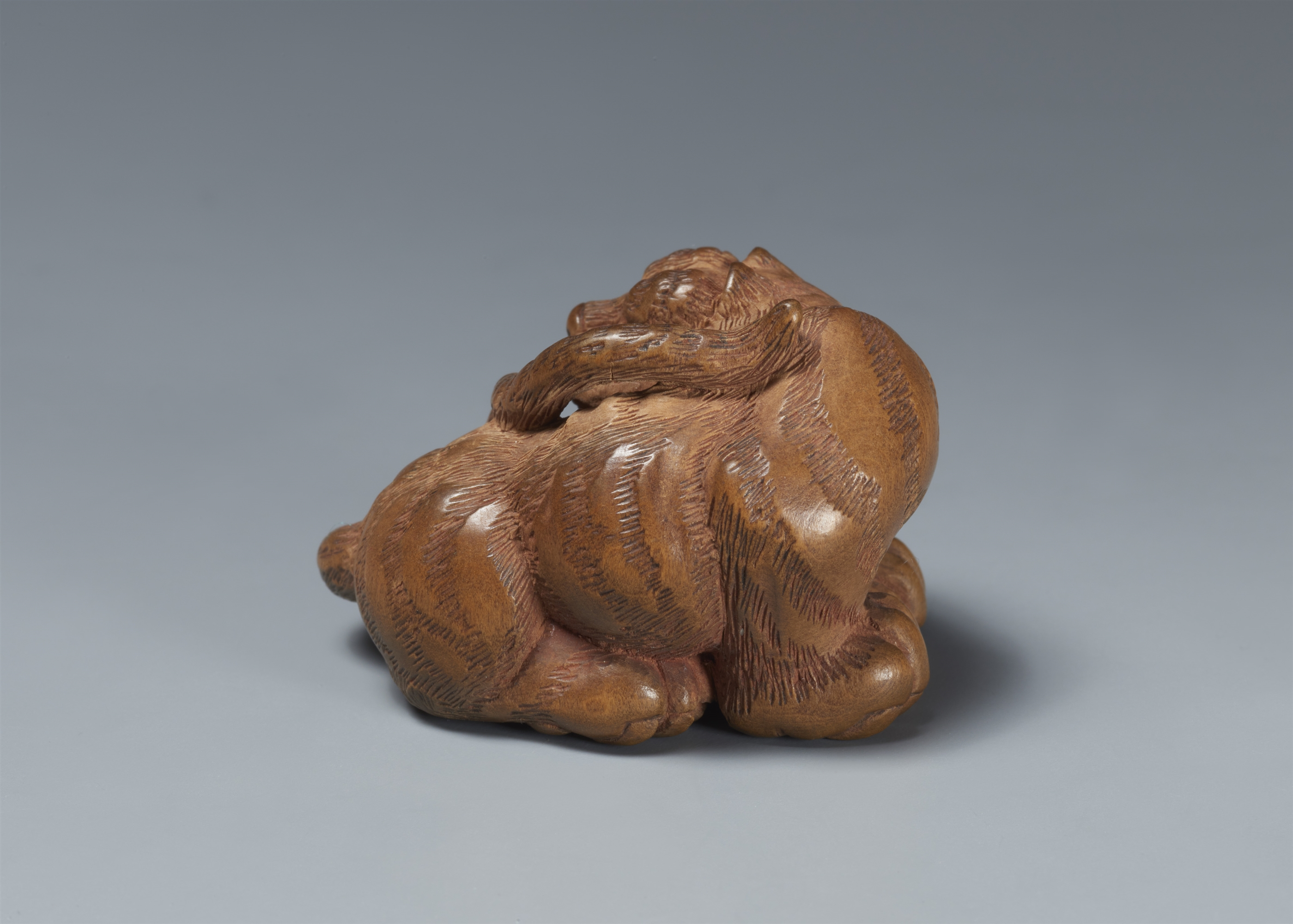 A light boxwood netsuke of a tiger. 19th century - Image 6 of 6