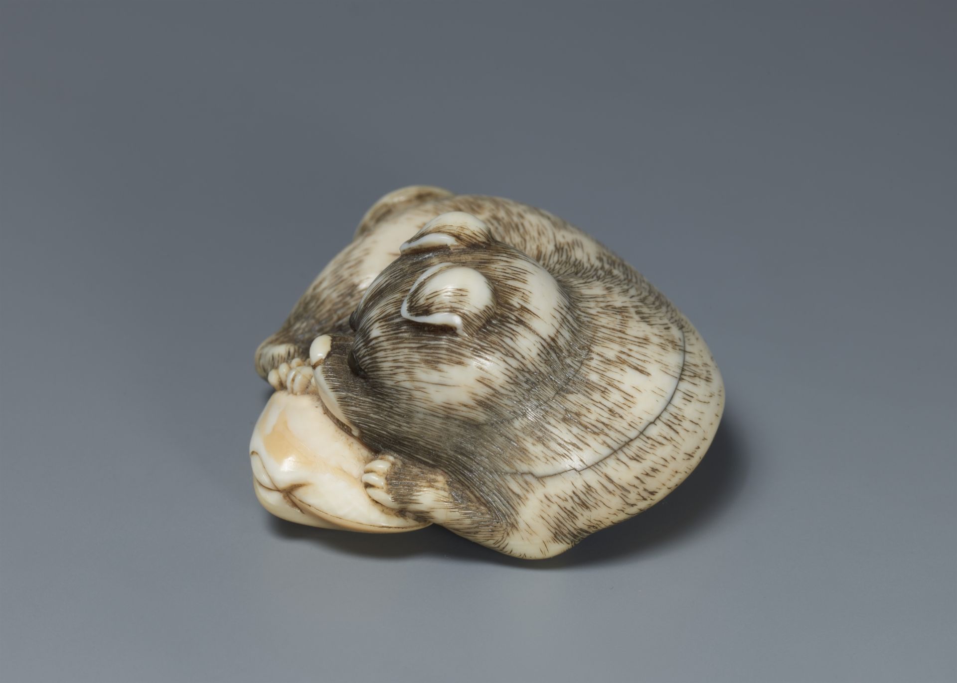 An ivory netsuke of a young dog with a clam. 19th century - Image 4 of 5