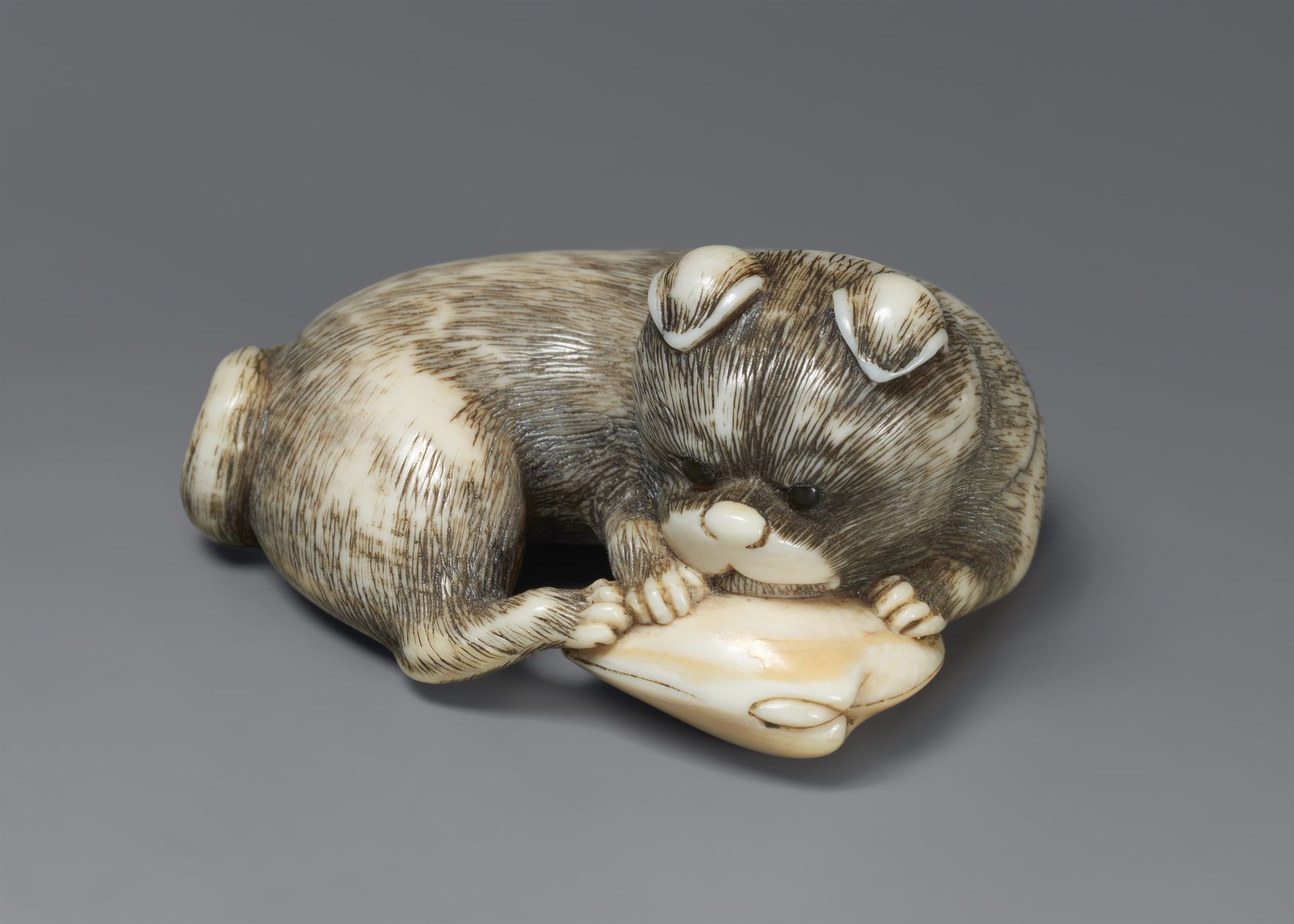 An ivory netsuke of a young dog with a clam. 19th century