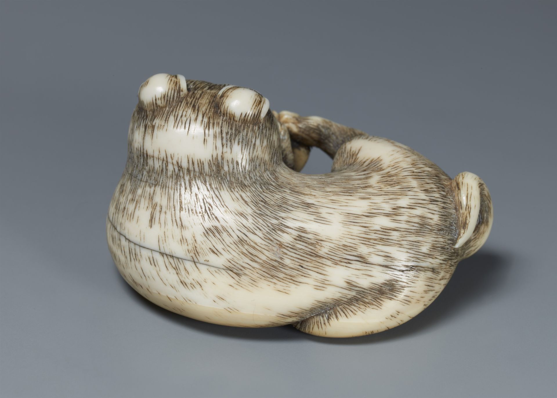 An ivory netsuke of a young dog with a clam. 19th century - Image 5 of 5