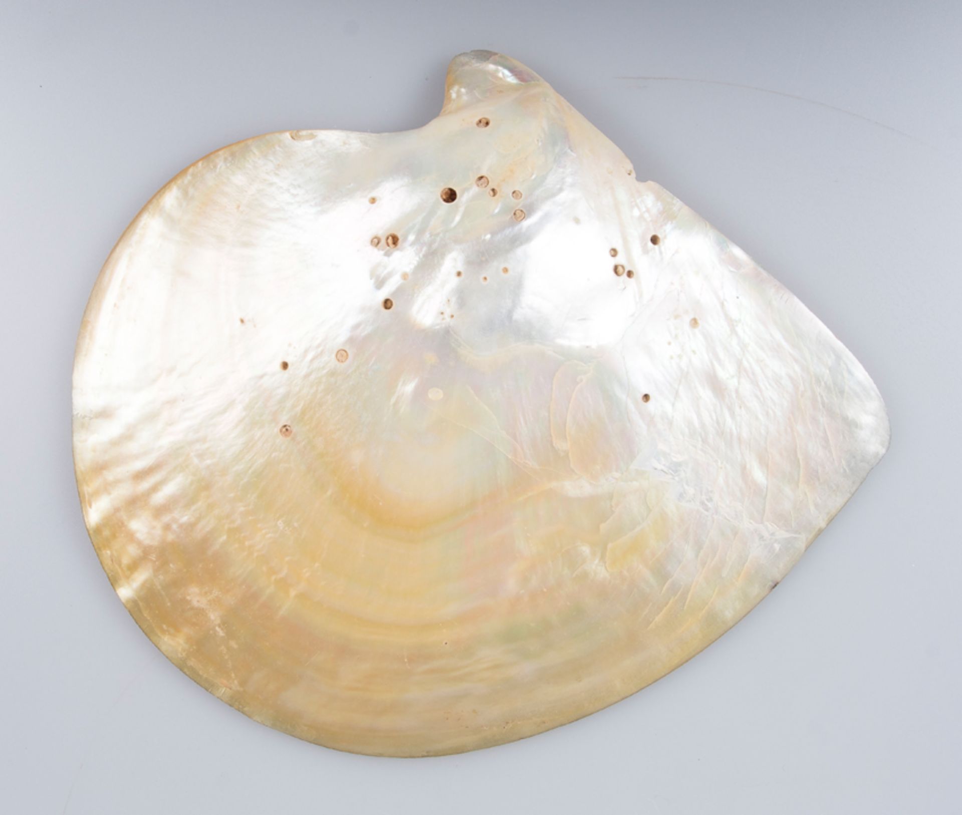 Large, engraved nacreous shell. Colonial work. Philippines. 18th century. - Image 5 of 6