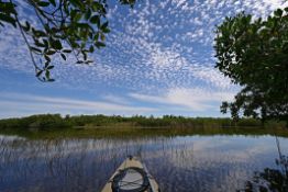 Kayak through the Peace River Preserve in Charlotte County, Florida!