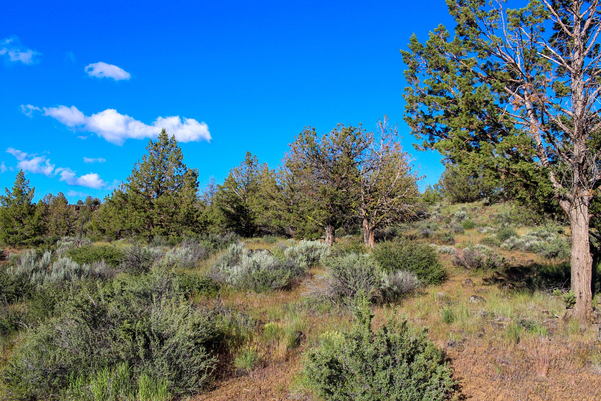 Camp or Build Your Getaway in Peaceful and Uncrowded California Pines, Modoc County, California!