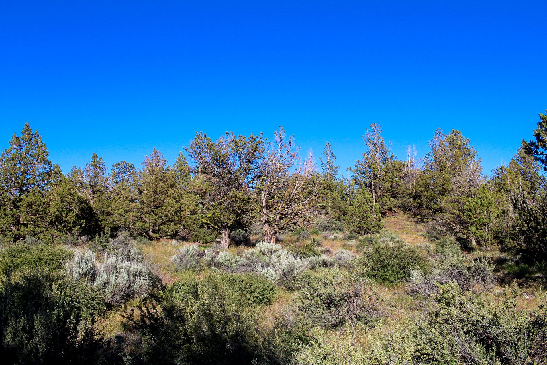 Camp or Build Your Getaway in Peaceful and Uncrowded California Pines, Modoc County, California! - Image 10 of 11