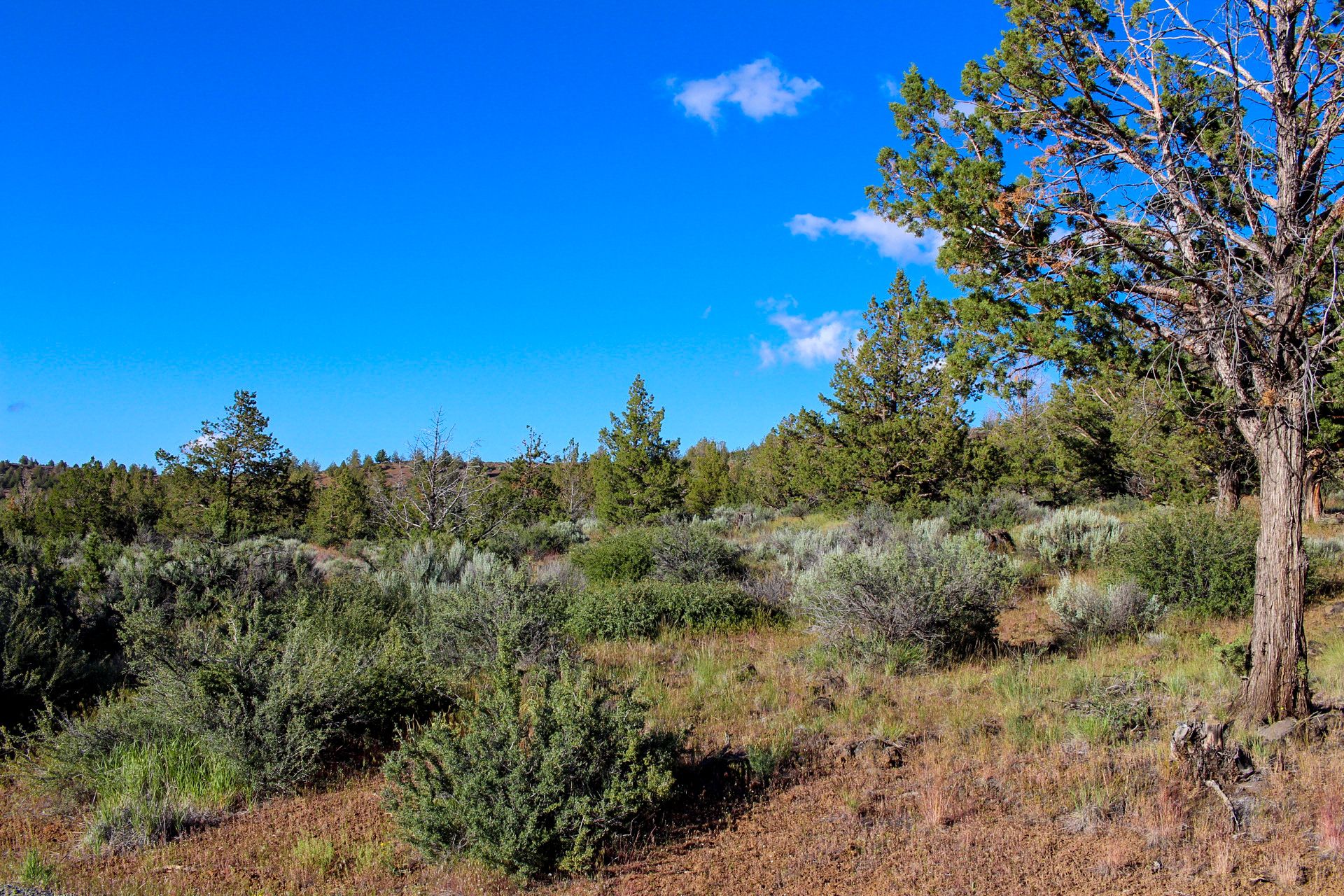 Camp or Build Your Getaway in Peaceful and Uncrowded California Pines, Modoc County, California! - Image 11 of 11