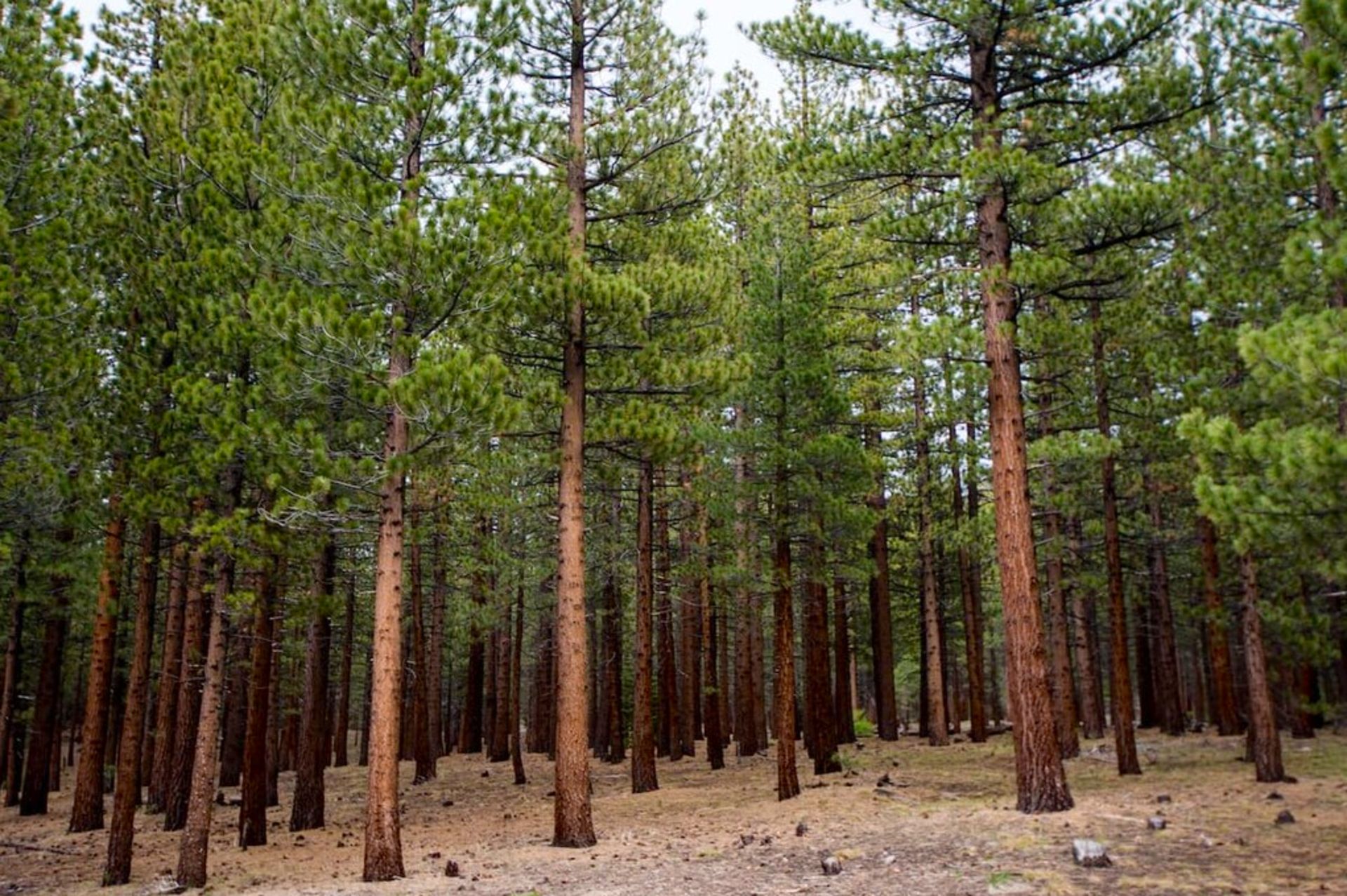 Over an Acre of Pine Forest in California Pines, Modoc County, California! - Image 4 of 8