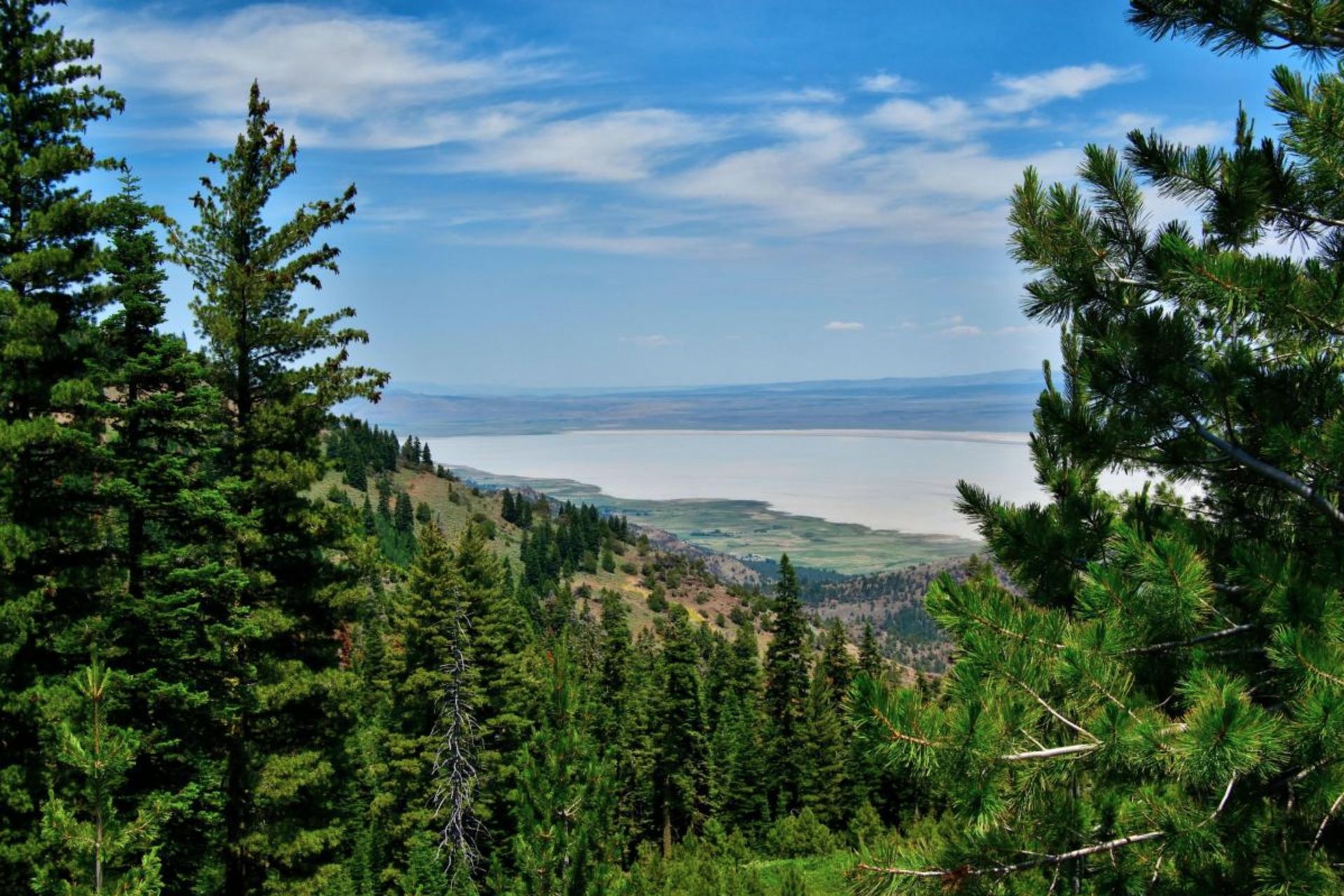 Over an Acre of Pine Forest in California Pines, Modoc County, California! - Image 8 of 8