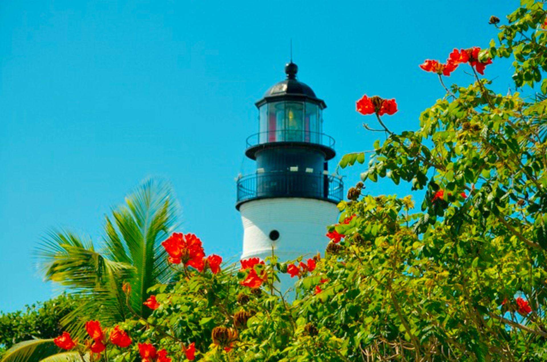 See the Palm Trees Sway in Charlotte County, Florida!