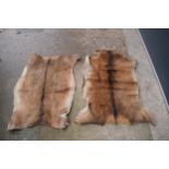 A pair of deer skin rugs / mats (2). Largest approx 140 x 110cm. There is an inch hole in one.