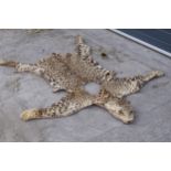 Taxidermy: an unusual antique taxidermy cheetah / leopard skin rug / tabard / cape with possible