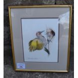 Albert Earl Gilbert (USA) framed artwork of a Yellow Shafted Flicker (American Woodpecker). 51 x