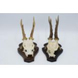 A pair of mounted skulls and antlers mounted on wooden shields (2). Approx 27cm tall.