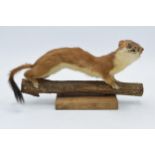 A vintage French taxidermy model of a Stoat (or similar) mounted on a wooden base. 26cm long.