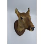 A vintage French taxidermy model of a Deer mounted on a wooden shield. 30cm tall.