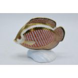 Royal Crown Derby paperweight, from the Tropical Fish Series, Tropical Fish Gourami, gold stopper