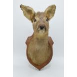 A vintage French taxidermy model of a Deer mounted on a wooden shield. 38cm tall.