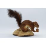 A vintage French taxidermy model of a Red Squirrel mounted on wooden base holding a nut. 26cm tall.