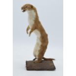 A vintage French taxidermy model of a Stoat (or similar) mounted on a wooden base. 22cm tall.