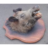 Vintage French large taxidermy boars head mounted onto a wooden shield. 74cm tall inc shield.