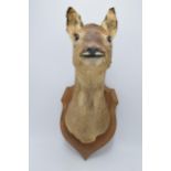 Taxidermy: a vintage French taxidermy head of a deer / gazelle on wooden shield. 46cm tall.