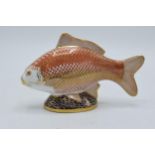 Royal Crown Derby paperweight, Golden Carp with gold stopper and red Royal Crown Derby stamp on