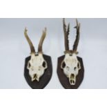 A pair of mounted skulls and antlers mounted on wooden shields (2). Approx 35cm tall.