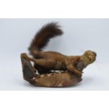 A vintage French taxidermy model of a Red Squirrel with a pine comb on wooden base. 22cm tall.