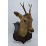 Vintage French taxidermy model of a deers head with horns mounted onto a wooden shield, 38cm tall.