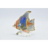 Royal Crown Derby paperweight Pacific Angel Fish, limited edition, first quality with gold